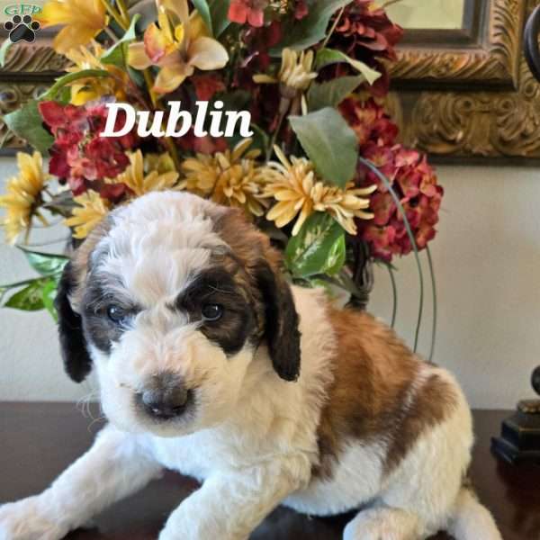 Dublin, Saint Berdoodle Puppy